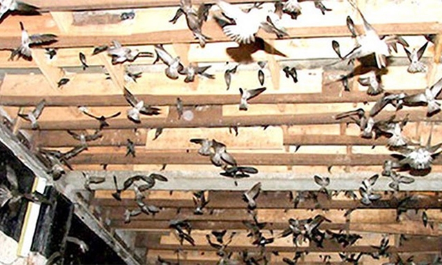 Một nhà dụ yến của HTX