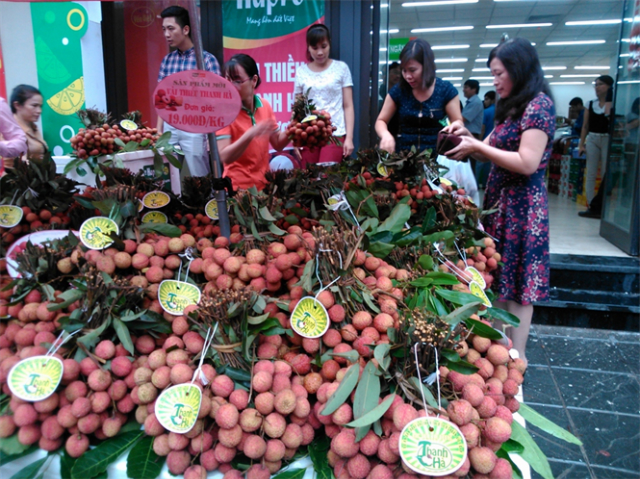 Vải thiều Thanh Hà được nhiều người tiêu dùng trong nước ưa chuộng (ảnh minh họa)