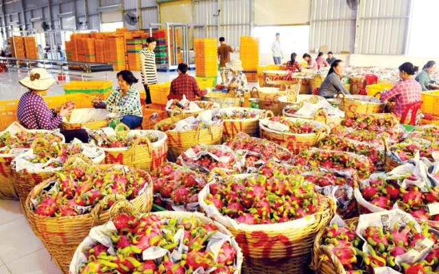 Thanh long là một trong những mặt hàng chủ lực