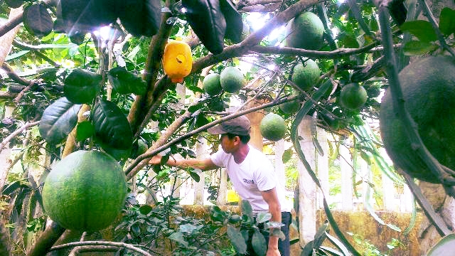 Mô hình trồng bưởi của HTX Giồng Trôm đang cho doanh thu gần 700 triệu đồng/ha