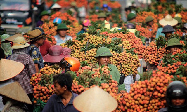 Mới đầu mùa, giá vải đã xuống mức khá thấp