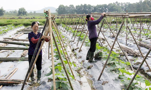 Sau khi hoàn thiện khâu sản xuất, HTX bắt tay vào các hoạt động xúc tiến thương mại