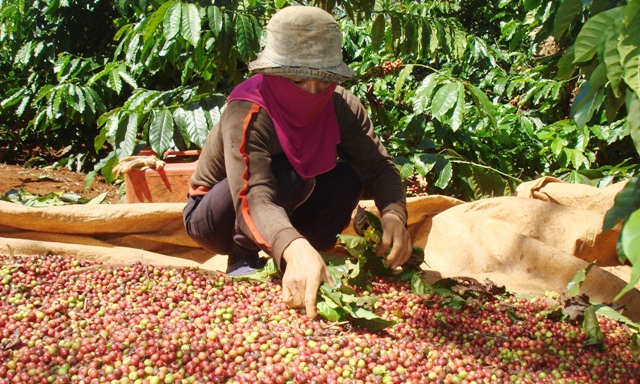 Việt Nam XK cà phê nhân kiếm được 3 USD/kg, các công ty nước ngoài đem về chế biến bán ra thành phẩm 50 USD/kg