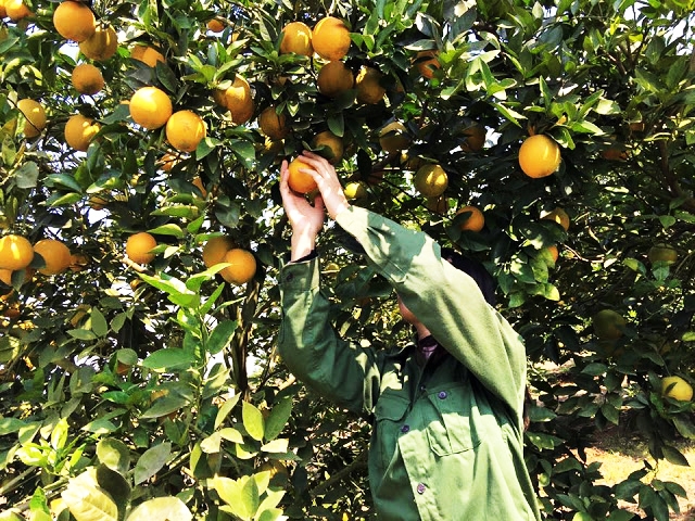 HTX Vĩnh Thành đang có 170 ha cam đang trong kỳ thu hoạch, sản lượng trên 2.000 tấn/năm