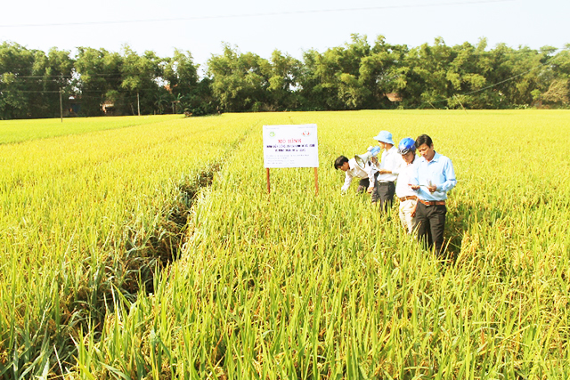 Phong trào tam nông đang góp phần thay đổi diện mạo NTM tại Tây Sơn
