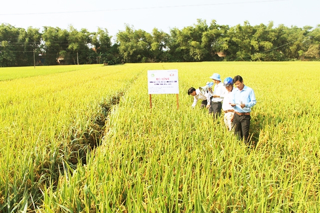 Phong trào tam nông đang góp phần thay đổi diện mạo NTM tại Tây Sơn