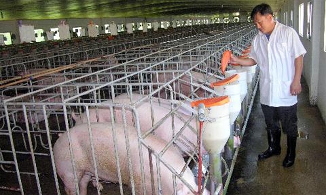 Khu nuôi lợn thương phẩm của HTX