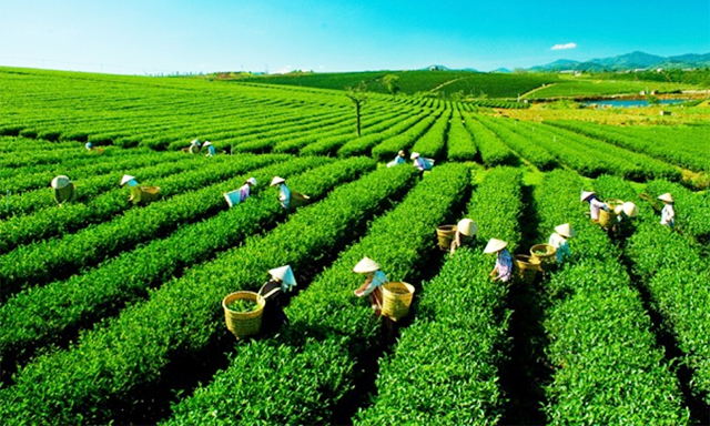 Việt Nam là 1 trong 5 nước XK chè lớn nhất thế giới nhưng lợi nhuận thu về thấp, ít ai biết tới ngành chè Việt Nam