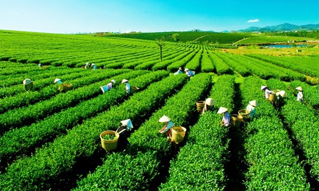 Việt Nam là 1 trong 5 nước XK chè lớn nhất thế giới nhưng lợi nhuận thu về thấp, ít ai biết tới ngành chè Việt Nam