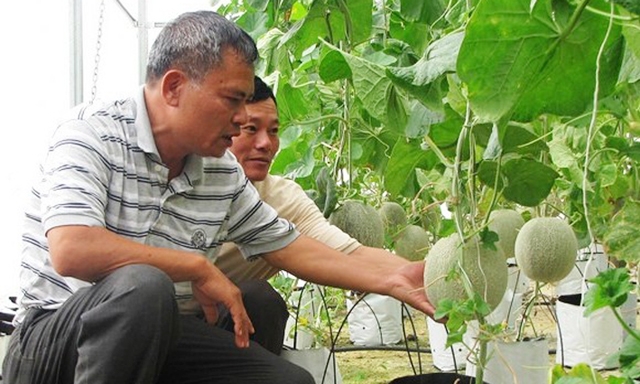 Nông dân Anh Sơn đầu tư trồng dưa lưới Nhật Bản theo công nghệ Israel
