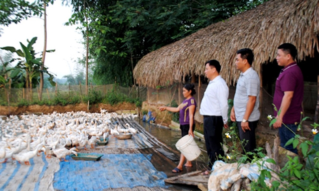 Thăm một trang trại chăn nuôi vịt đẻ trứng ở xã Bằng Lang