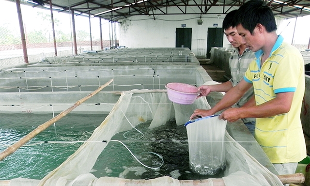 HTX Sản xuất và Nuôi trồng thủy sản Bắc Việt tiên phong trong sản xuất thủy sản ở Đầm Hà