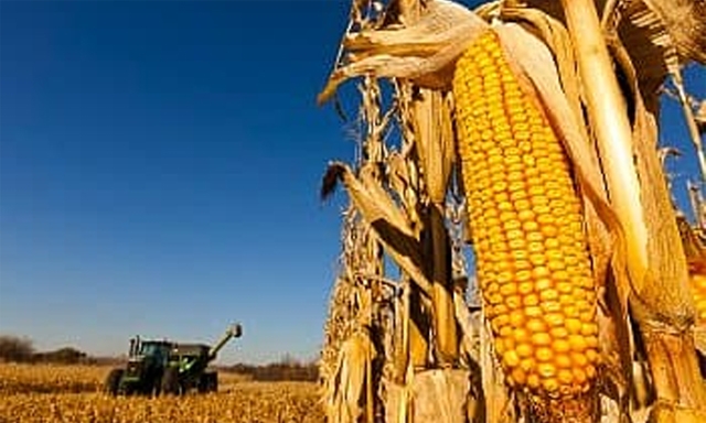 Ngô và đậu tương hai sản phẩm nông nghiệp xuất khẩu chủ lực của Mỹ sang Mexico