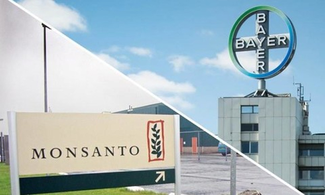 Bayer và “canh bạc” hạt giống biến đổi gen