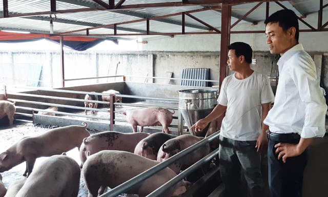 Đàn lợn nuôi của hộ anh Đặng Xuân Lợi chuẩn bị xuất bán