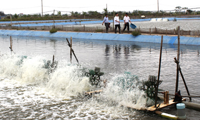 Mô hình nuôi cá chình của HTX đang cho hiệu quả cao