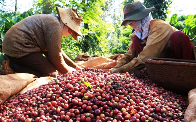 Giá cà phê nhân xô các tỉnh Tây Nguyên đột ngột giảm mạnh 400 đồng/kg