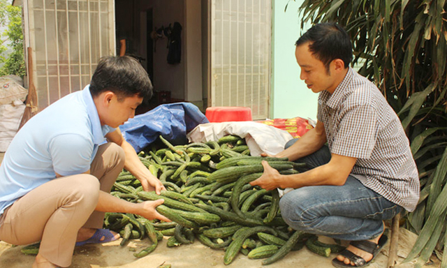 Anh Bùi Thanh Sơn (trái) kiểm tra, phân loại dưa chuột Nhật trước khi giao hàng cho DN