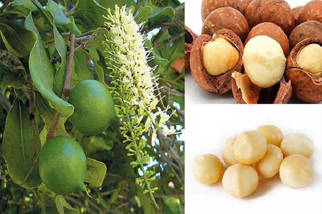 Cần thận trọng khi mở rộng diện tích cây mắc ca