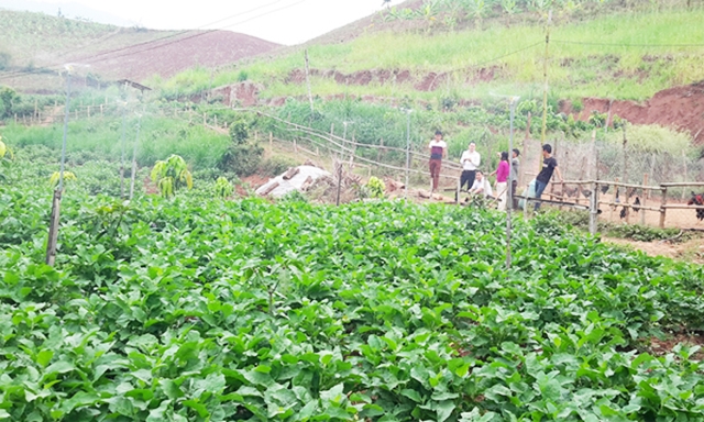 Mô hình trồng rau an toàn của HTX