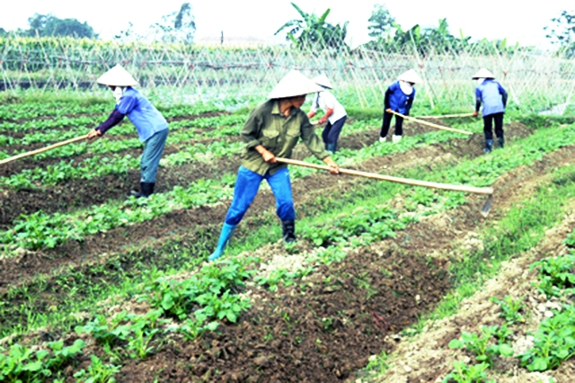 Các HTX đang góp phần thúc đẩy kinh tế, giảm nghèo bền vững tại An Thủy