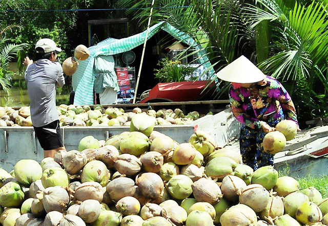 Các HTX nông nghiệp tại Bến Tre đang tạo cú hích phát triển kinh tế tại nhiều địa phương