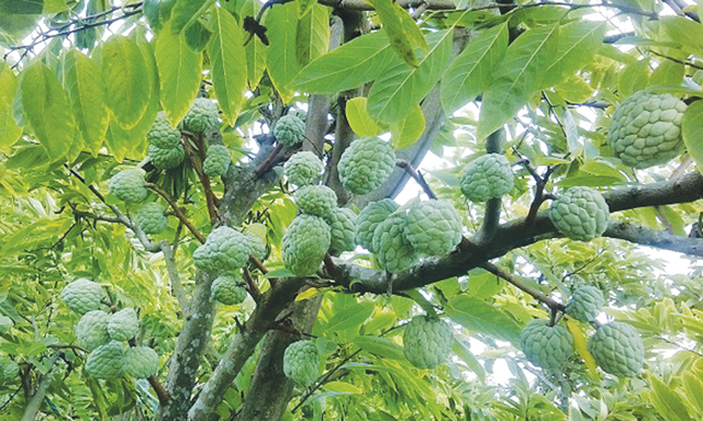 Na đã trở thành loại cây chủ lực của HTX