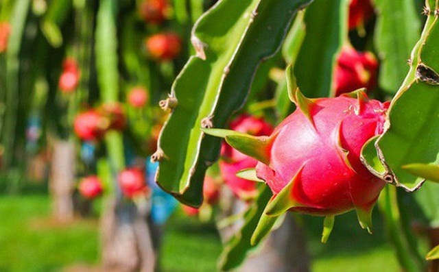 Đà tăng của HNG đến sau khi thông tin về kế hoạch kinh doanh 2018 được công bố