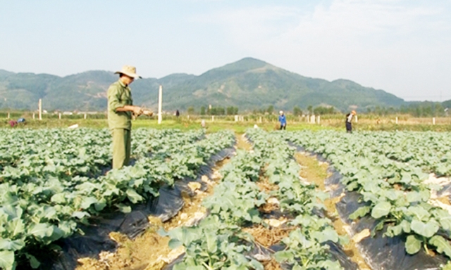 Cánh đồng rau của HTX Nam Xuân Xanh ở Nam Đàn