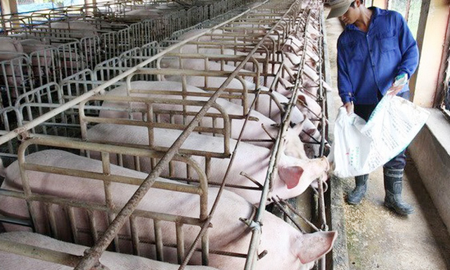 Mục đích của Luật Chăn nuôi là để ngành chăn nuôi sản xuất lớn