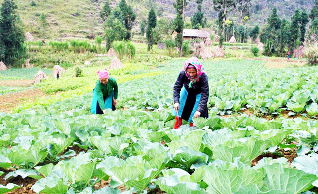 Các HTX đang góp phần đẩy nhanh quá trình xóa đói, giảm nghèo ở Đồng Văn