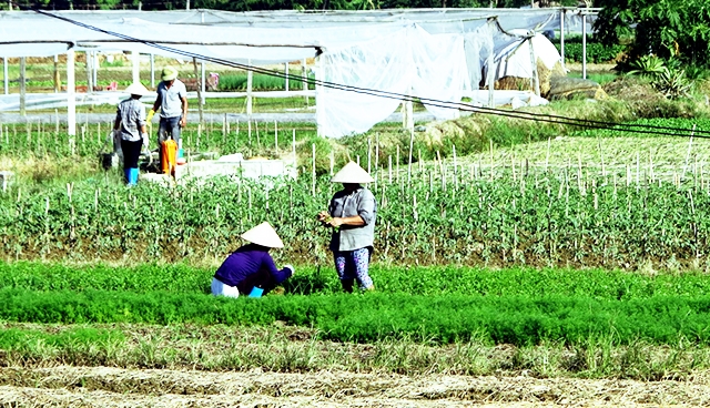 Các HTX tại Phú Thọ đang làm tốt vai trò kết nối cung - cầu, giảm tình trạng được mùa mất giá cho người nông dân