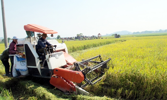 Các HTX tại An Khê đang hoạt động hiệu quả