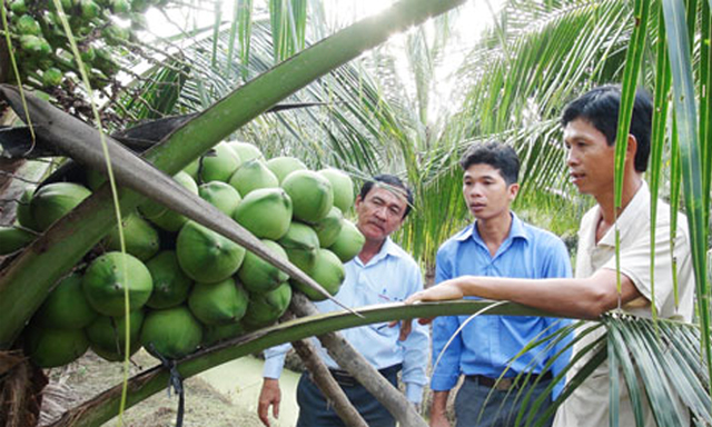 Tham quan vườn sâu riêng của anh Lê Hoàng Thông - Tổ trưởng THT