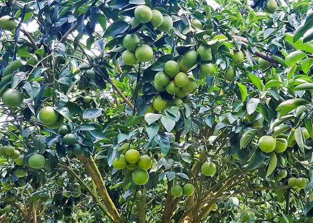 Cây cam xoàn đã mang lại hiệu quả kinh tế cao cho các thành viên HTX