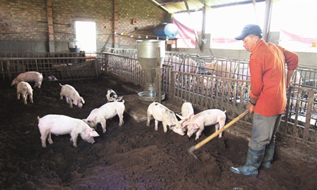 Mô hình chăn nuôi sinh học của HTX đang cho hiệu quả cao