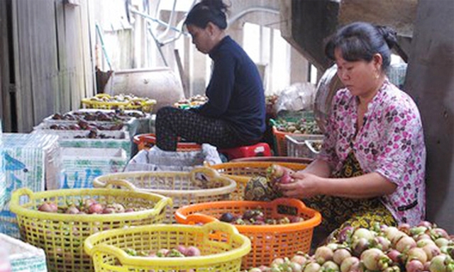 Măng cụt được bao tiêu đầu ra sẽ ổn định về giá