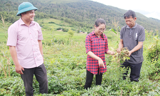 Vùng trồng dược liệu của HTX