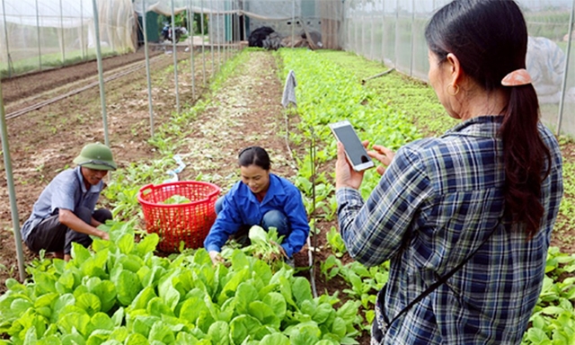 Dùng điện thoại ghi lại hình ảnh thu hoạch rau phục vụ việc truy xuất nguồn gốc tại HTX Rau quả sạch Chúc Sơn