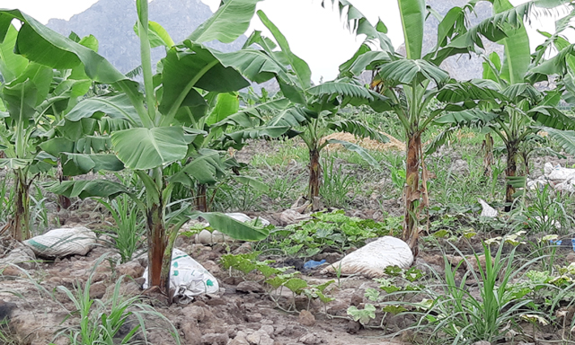 Vườn chuối nhà bà Hào - nơi phát sinh ô nhiễm