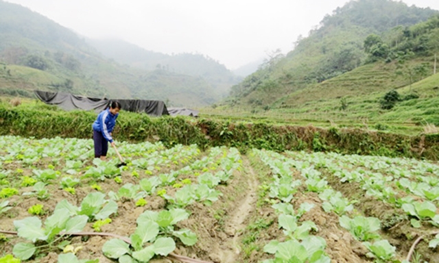 Rau trái vụ đang đem lại hiệu quả cao cho HTX