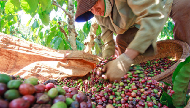 Giá cà phê nhân xô giảm rất mạnh