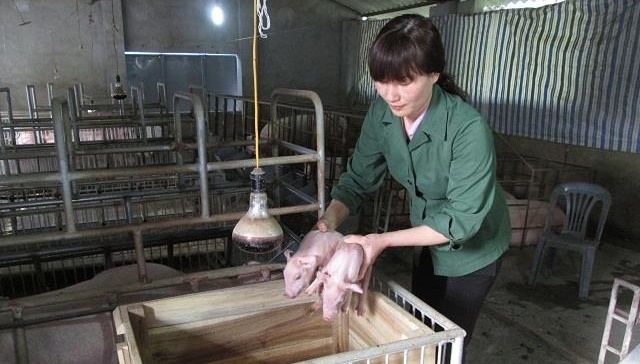 Người nuôi heo thận trọng tái đàn