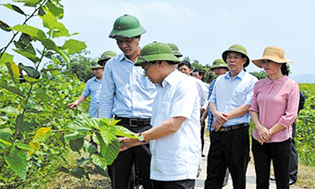 Lãnh đạo tỉnh Yên Bái và huyện Trấn Yên thăm vùng dâu NTM Việt Thành