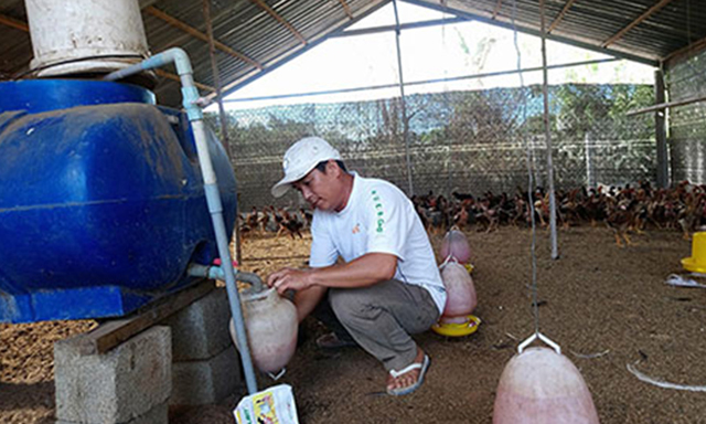 Một khu trại gà của HTX