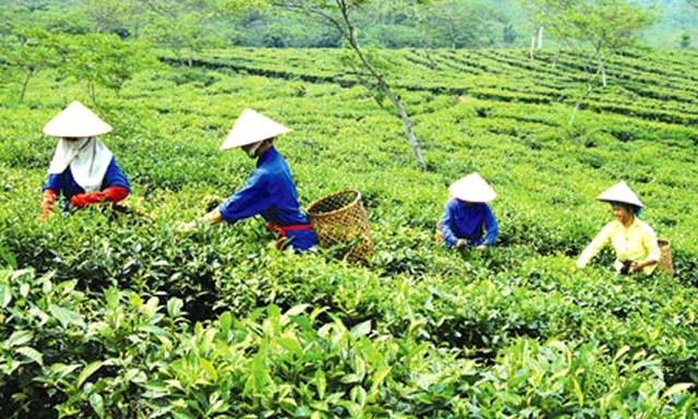HTX toàn thôn tại Hà Giang đang có hiệu quả cao