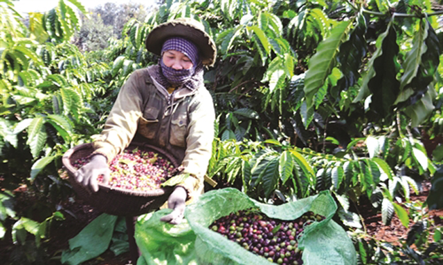 HTX Nam Yang là “đầu tàu” xây dựng cánh đồng lớn tại địa phương