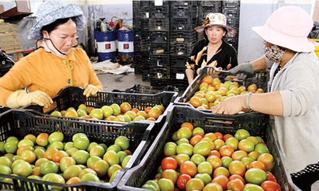 Sơ chế và đóng gói cà chua tại HTX Anh Đào (Lâm Đồng)