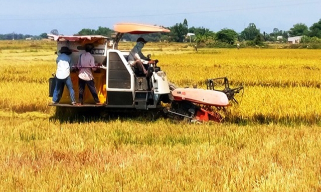 HTX nông nghiệp tạo sức bật từ cây lúa