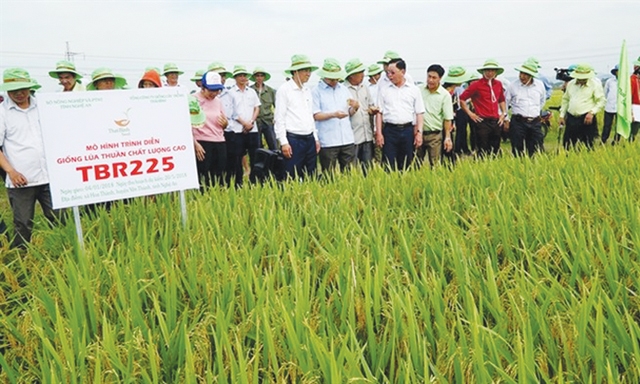 Hội thảo sản xuất giống lúa TBR225 tại xã Hoa Thành huyện Yên Thành